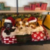 Dawhud Direct 50" X 60" Christmas Puppy Fleece Throw Blanket For Kids And Adults -Christmas Decorations GUEST 388a2c27 7ff7 4926 bae9 182f82487d61