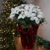 Northlight 26" White Artificial Christmas Poinsettia In Red Wrapped Base 1 Northlight 26" White Artificial Christmas Poinsettia In Red Wrapped Base -Christmas Decorations GUEST 6efc75e4 04b0 47eb 8c31 7505aef26b70