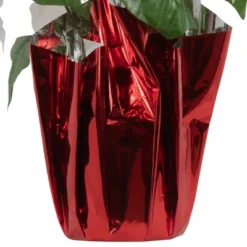Northlight 14.5" White Artificial Christmas Poinsettia With Red Wrapped Base -Christmas Decorations GUEST 92ac672c 696d 4013 8c71 de671af28eab